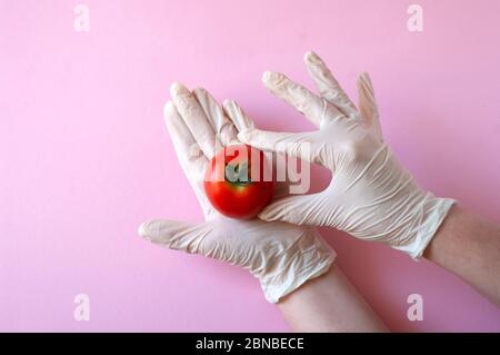 Hands in gloves hold one red tomato on pink background. Stock Photo