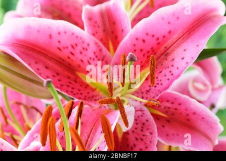 Lilium Oriental hybrid lily July Lilium Oriental hybrid lily July