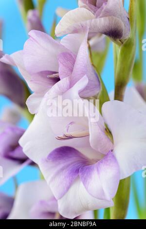 Gladiolus   Sword lily  July Stock Photo