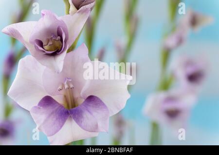 Gladiolus   Sword lily  July Stock Photo