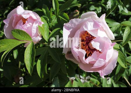 Tree peony with delicate light pink flowers. Close-up of large light pink blossoms. Stock Photo