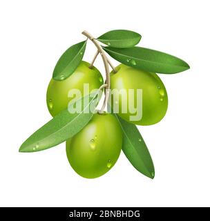 Vector Realistic Green Olive Branch Isolated on White Background with Leaves, Water Drops Stock Vector