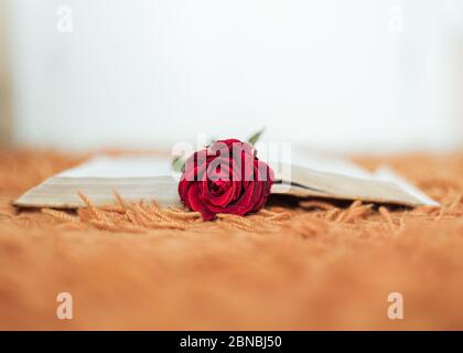 Red rose inside an open book Stock Photo