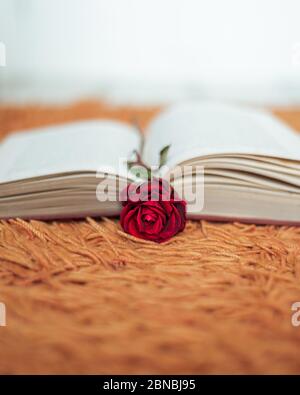 Red rose inside an open book Stock Photo