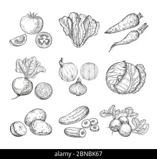 Sketch vegetables. Fresh tomato, cucumber and carrots, potatoes. Hand drawn onions, radish and cabbage. Garden vegetable vector set of tomato and potato, organic fresh food illustration Stock Vector