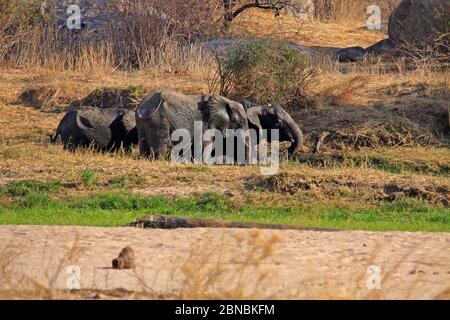 Small group of elephants having a mud bath Stock Photo