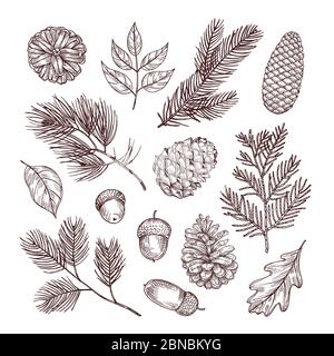 Sketch fir branches. Acorns and pine cones. Christmas, winter and autumn forest elements. Hand drawn vintage vector isolated set. Illustration of nature decoration drawing fir Stock Vector