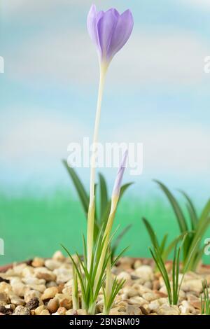 Autumn flowering crocus growing through gravel October Stock Photo