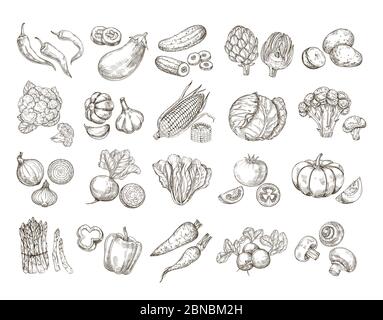 Sketch vegetables. Vintage hand drawn garden vegetable collection. Carrots broccoli potato salad mushroom farming vector set. Salad and carrot, sketch mushroom illustration Stock Vector