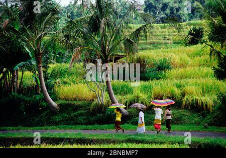 Jatiluih,Bali,Indonesia Stock Photo