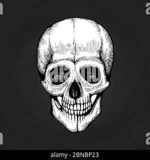 Hand sketched vector death scary human skull isolated on black chalkboard illustration Stock Vector