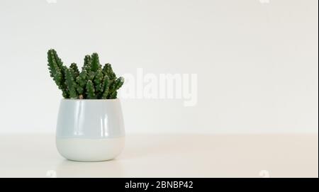 minimalist scene of a cactus in its pot Stock Photo