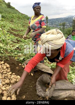 12 July 2019 - Kisungu, Rwanda: Subsistence farmers in central Africa, Rwanda, harvesting potatoes Stock Photo