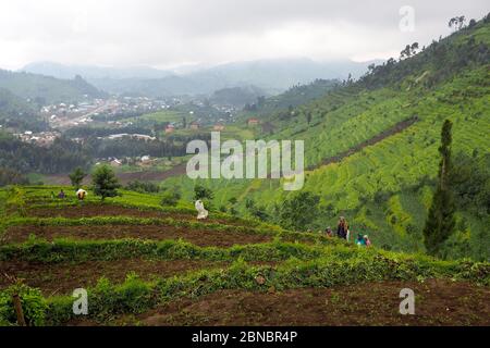 12 July 2019 - Kisungu, Rwanda: Subsistence farmers in central Africa, Rwanda, harvesting potatoes Stock Photo