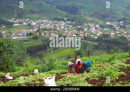 12 July 2019 - Kisungu, Rwanda: Subsistence farmers in central Africa, Rwanda, harvesting potatoes Stock Photo