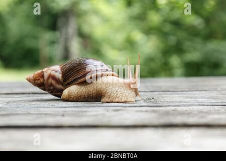 Big brown african snail Achatina crawling wooden boards. African snail grown at home as a pet Stock Photo