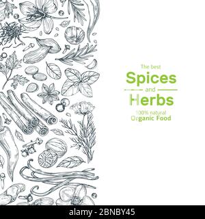 Hand drawn herbs and spices background. Vintage organic indian kitchen and asian spices vector cooking concept. Ingredient for cooking, spice and herb, rosemary and cardamom illustration Stock Vector