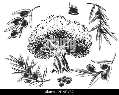 Big olive tree and olives branches hand sketched set isolated on white Stock Vector