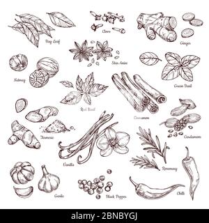 Hand drawn spices. Vanilla and pepper, cinnamon and garlic. Sketch kitchen herbs isolated vector set. Illustration of ingredient herb, garlic and spice for cooking Stock Vector