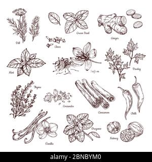 Spices and herbs. Hand drawn ginger and chilli pepper, saffron and vanilla. Sketch spices vector collection dill and parsley, thyme and nutmeg, basil and pepper illustration Stock Vector
