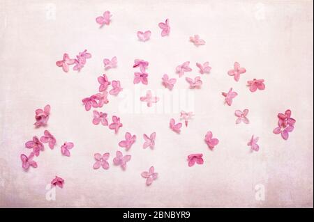 Horizontal photo of pink lilac petals spread out on white surface. Digital texture layer for artistic effect. Tiny flowers. Stock Photo