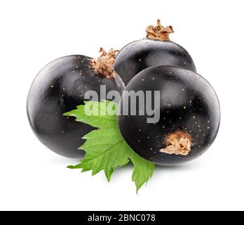 Black currants isolated on white backgeound Stock Photo