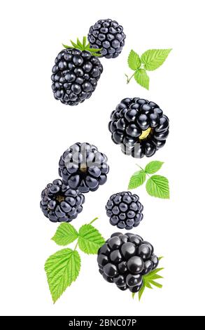 Falling blackberries isolated on white background Stock Photo