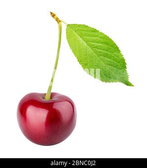 Cherries (merries) isolated on white background Stock Photo