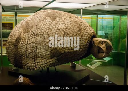 The cast fossil specimen of Glyptodon clavipes (grooved or carved tooth) in National Museum of Natural History. A genus of large, heavily armored mamm Stock Photo