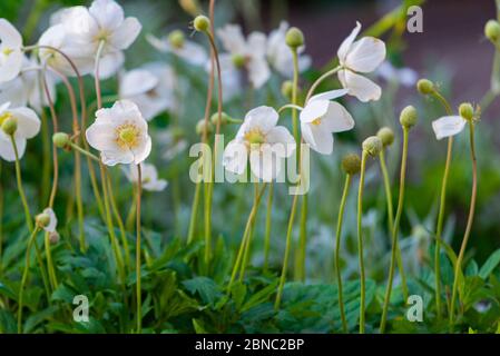 Anemone, blooming flower in garden, spring time. Stock Photo