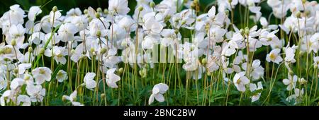 Anemone, blooming flower in garden, spring time. Stock Photo