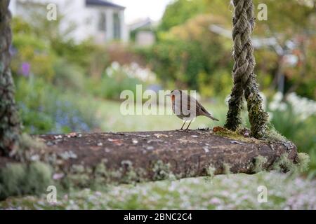robin perched on old garden swing in family garden - Scotland, UK Stock Photo