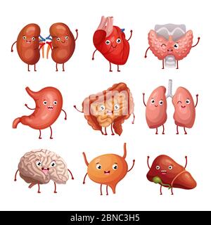 Cute cartoon human organs. Stomach, lungs and kidneys, brain and heart, liver. Funny inner organs vector anatomy characters brain and heart, liver and internal organ illustration Stock Vector