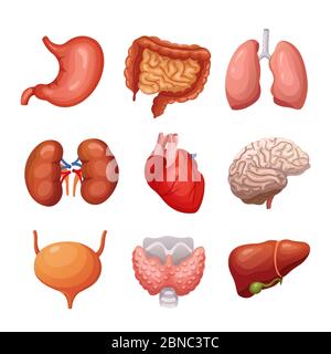 Human internal organs. Stomach and lungs, kidneys and heart, brain and liver. Body parts vector anatomy set. Illustration health organ collection for system Stock Vector