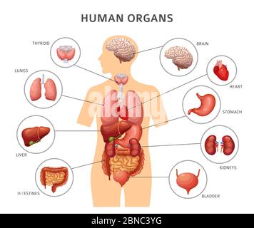 Human body internal organs. Stomach and lungs, kidneys and heart, brain and liver. Medical anatomy vector infographics. Body of human, liver and brain, heart and internal organs illustration Stock Vector