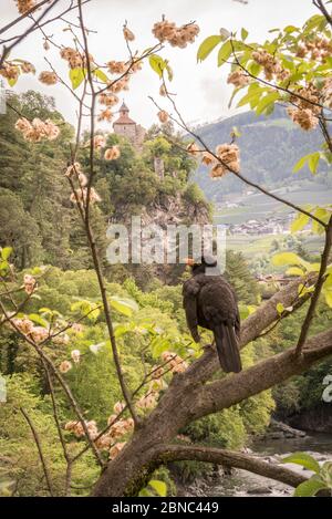 Town of Merano in spring. View of ruines of the medieval Zenoburg castle on a hill in background an a blackbird, Meran, Trentino-Alto Adige region, So Stock Photo