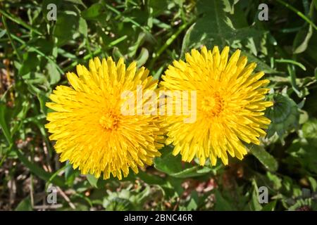 Summer background - green field with yellow blooming dandelions. Beautiful field with flowers. Stock Photo