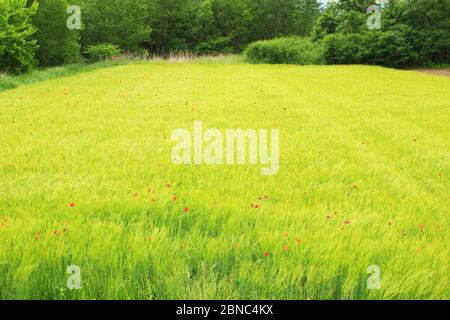 Poppies flowers in green wheat field Stock Photo