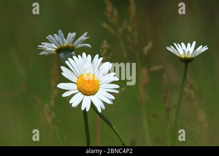 Ox-eye daisy flowers on meadow Stock Photo