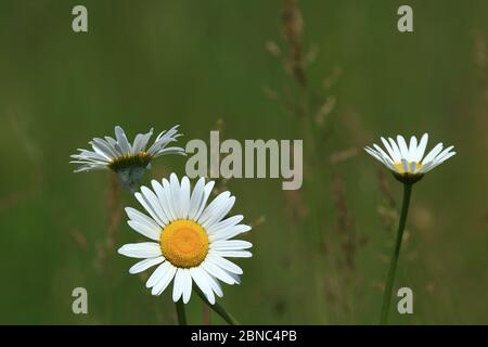 Ox-eye daisy flowers on meadow Stock Photo