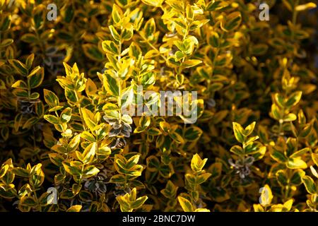 Pattern of green leaves. Beautiful bush in the backlight of the sun. Natural background. Stock Photo