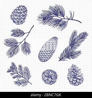 Hand sketched fir tree branches and cones vector illustration isolated on white Stock Vector