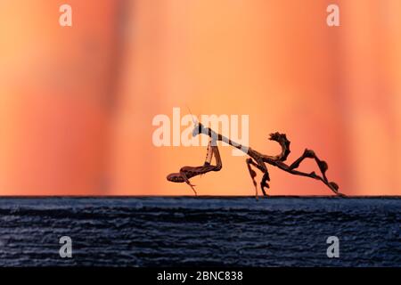 Vampire Mantis or Praying Mantis on black surface and orange background Hunting animal one Stock Photo