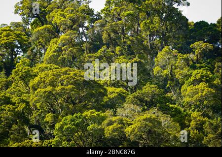 Cloudforest canopy in La Amistad national park, Chiriqui province, Republic of Panama. Stock Photo