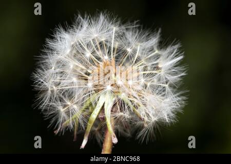 Macro close up of single common dandelion seedhead (Taraxacum officinale) isolated outdoors in garden, dark background. Stock Photo