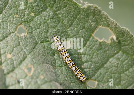 A mullein moth caterpillar (Cucullia verbasci) on the leaf of a mullein (Verbascum) Stock Photo