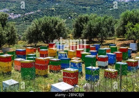 Meadow with olive trees and colorful wooden beehives. Stock Photo