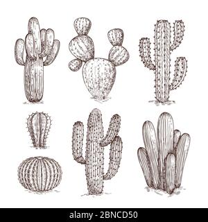 Hand drawn cactus. Western desert cacti mexican plants in sketch style. Cactuses doodle vector set. Illustration of wild cactus with thorn Stock Vector