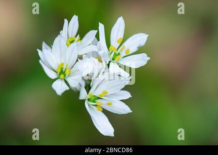 The flowers of a Neapolitan garlic (Allium neapolitanum) Stock Photo