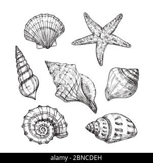 Hand drawn sea shells. Starfish shellfish tropical mollusk in vintage engraving style. Seashell isolated vector collection. Illustration of shellfish and starfish drawing Stock Vector